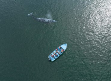Decline of Gray Whale Populations Raises Alarm