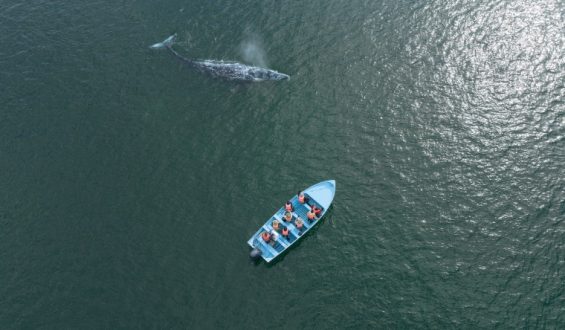 Decline of Gray Whale Populations Raises Alarm