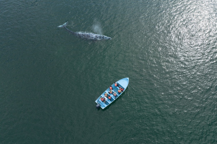 Decline of Gray Whale Populations Raises Alarm