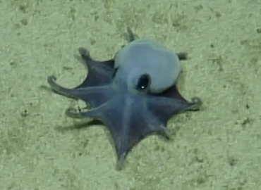 Discovery of a Mysterious Octopus Near the Galapagos Islands
