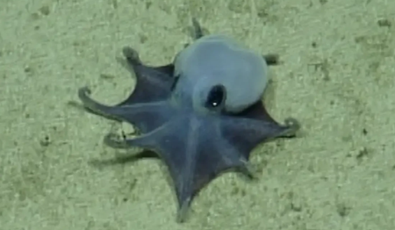Discovery of a Mysterious Octopus Near the Galapagos Islands