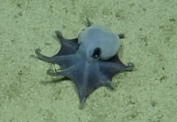 Discovery of a Mysterious Octopus Near the Galapagos Islands