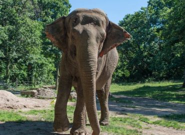 Debate Surrounding Happy the Elephant at Bronx Zoo