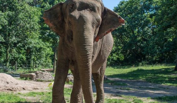 Debate Surrounding Happy the Elephant at Bronx Zoo
