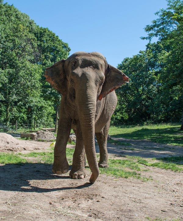 Debate Surrounding Happy the Elephant at Bronx Zoo