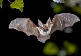 Rabid Bat Found in California Sparks Health Warning