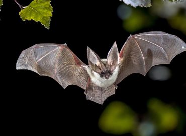 Rabid Bat Found in California Sparks Health Warning