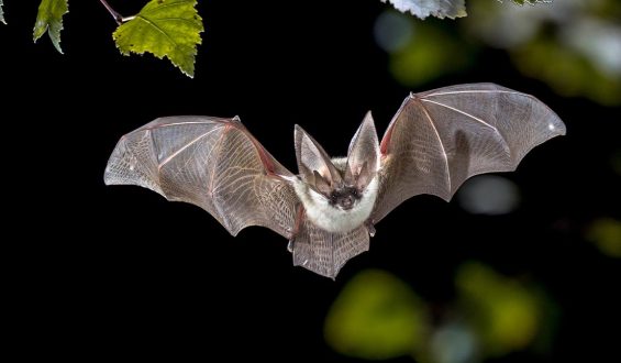Rabid Bat Found in California Sparks Health Warning