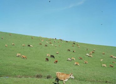 The Impact of Corporate Concentration on Food Prices