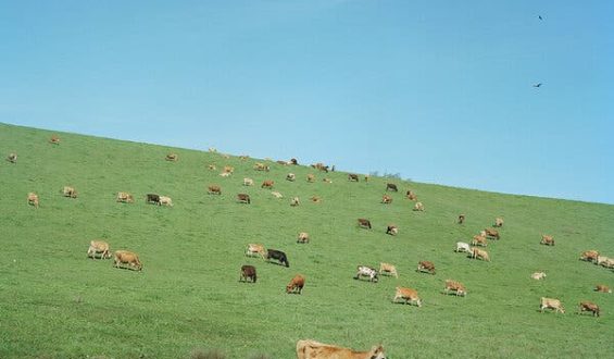The Impact of Corporate Concentration on Food Prices