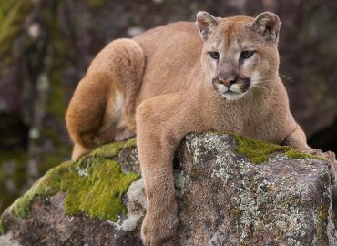Mountain Lion Encounter Follows Unusual Rooftop Discovery
