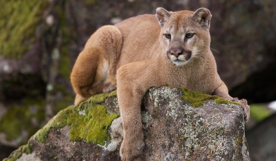Mountain Lion Encounter Follows Unusual Rooftop Discovery