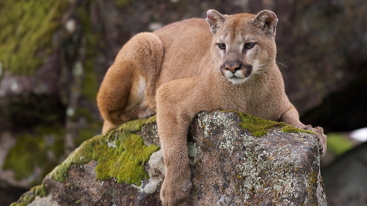 Mountain Lion Encounter Follows Unusual Rooftop Discovery