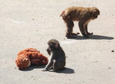 Two Americans Arrested in Japan Following Zoo Monkey Enclosure Incident