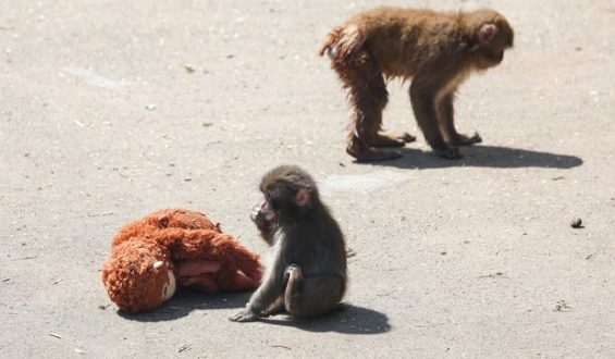 Two Americans Arrested in Japan Following Zoo Monkey Enclosure Incident