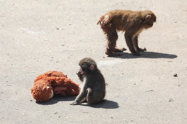 Two Americans Arrested in Japan Following Zoo Monkey Enclosure Incident