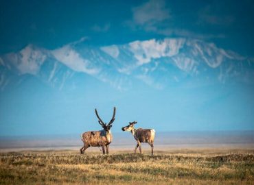 Limited Interest in Arctic Oil Lease Auction