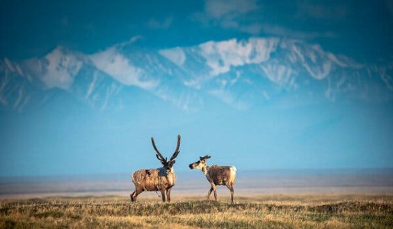Limited Interest in Arctic Oil Lease Auction