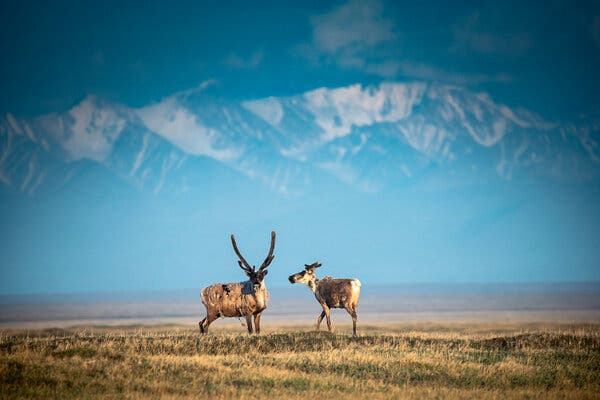 Limited Interest in Arctic Oil Lease Auction