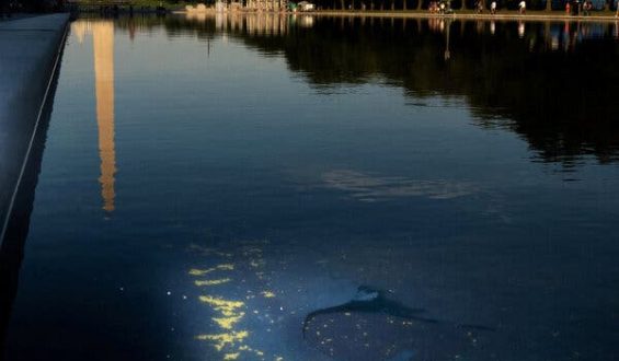 Trump’s Reflecting Pool Controversy: A Case Study in Dysfunction