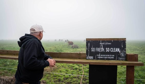 Raw Milk: A Controversial Surge