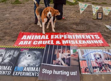 Rescued Beagles Adjust to New Lives After Leaving Research Facility in Wisconsin