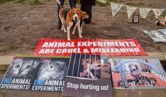 Rescued Beagles Adjust to New Lives After Leaving Research Facility in Wisconsin