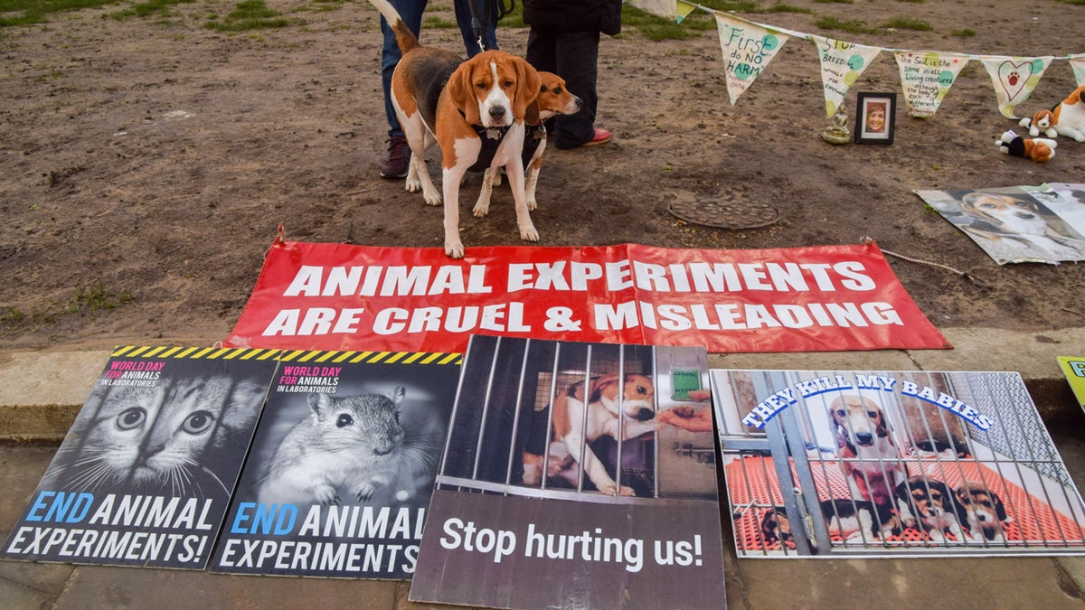 Rescued Beagles Adjust to New Lives After Leaving Research Facility in Wisconsin