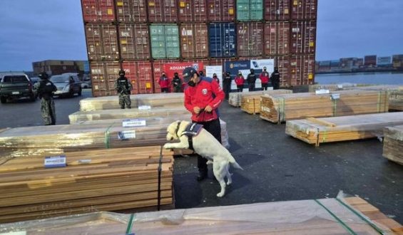 Record Drug Seizure in Chile: Over 1,000 Tons Found in Lumber Shipments