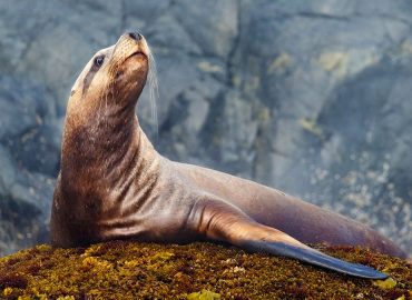 Sea Lion Steals Fisherman’s Catch