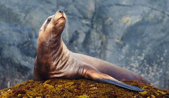 Sea Lion Steals Fisherman’s Catch