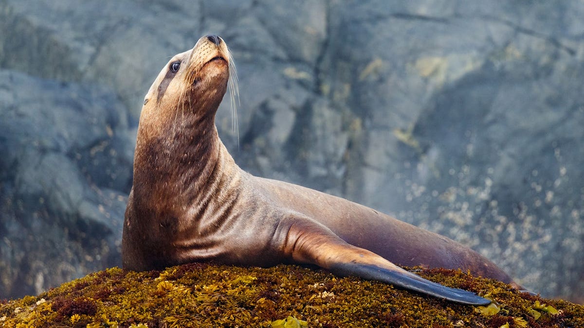 Sea Lion Steals Fisherman’s Catch