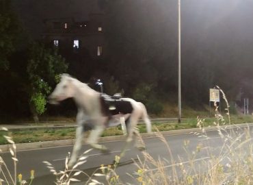 Unauthorized Fireworks in Rome Cause Horse Stampede