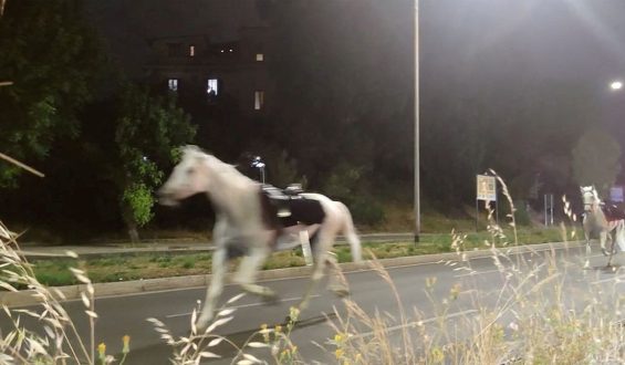 Unauthorized Fireworks in Rome Cause Horse Stampede