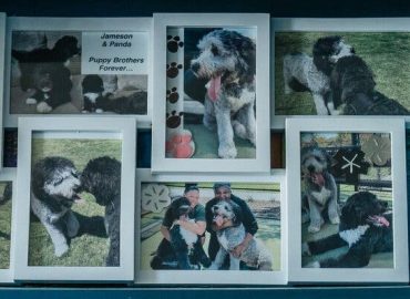 Police Shooting of Dog Sparks International Outcry