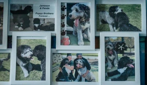 Police Shooting of Dog Sparks International Outcry