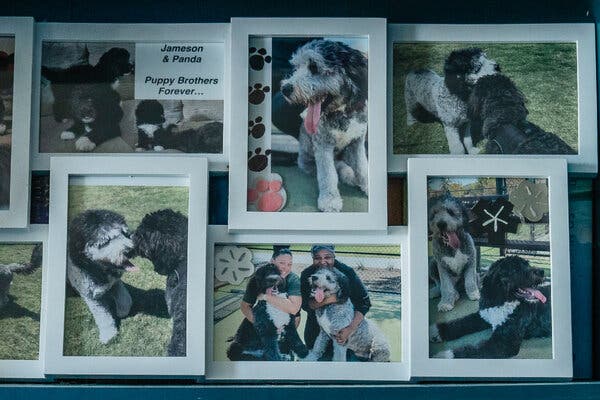 Police Shooting of Dog Sparks International Outcry