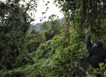 Virunga National Park: Protecting Gorillas Amidst Ebola Threats