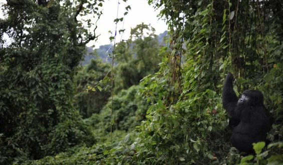 Virunga National Park: Protecting Gorillas Amidst Ebola Threats