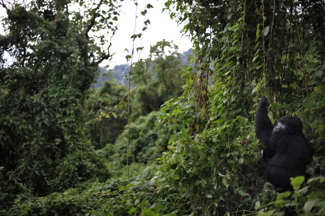 Virunga National Park: Protecting Gorillas Amidst Ebola Threats