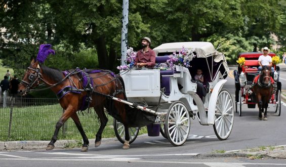 Debate Over Horse-Drawn Carriage Rides in Central Park