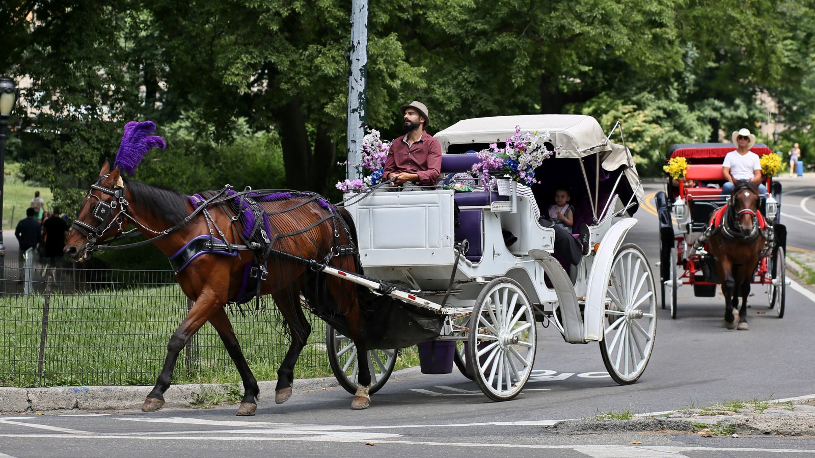 Debate Over Horse-Drawn Carriage Rides in Central Park