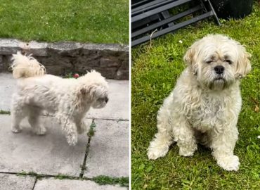 The Curious Case of Henry the Dog: From Limp to Leap