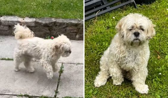 The Curious Case of Henry the Dog: From Limp to Leap