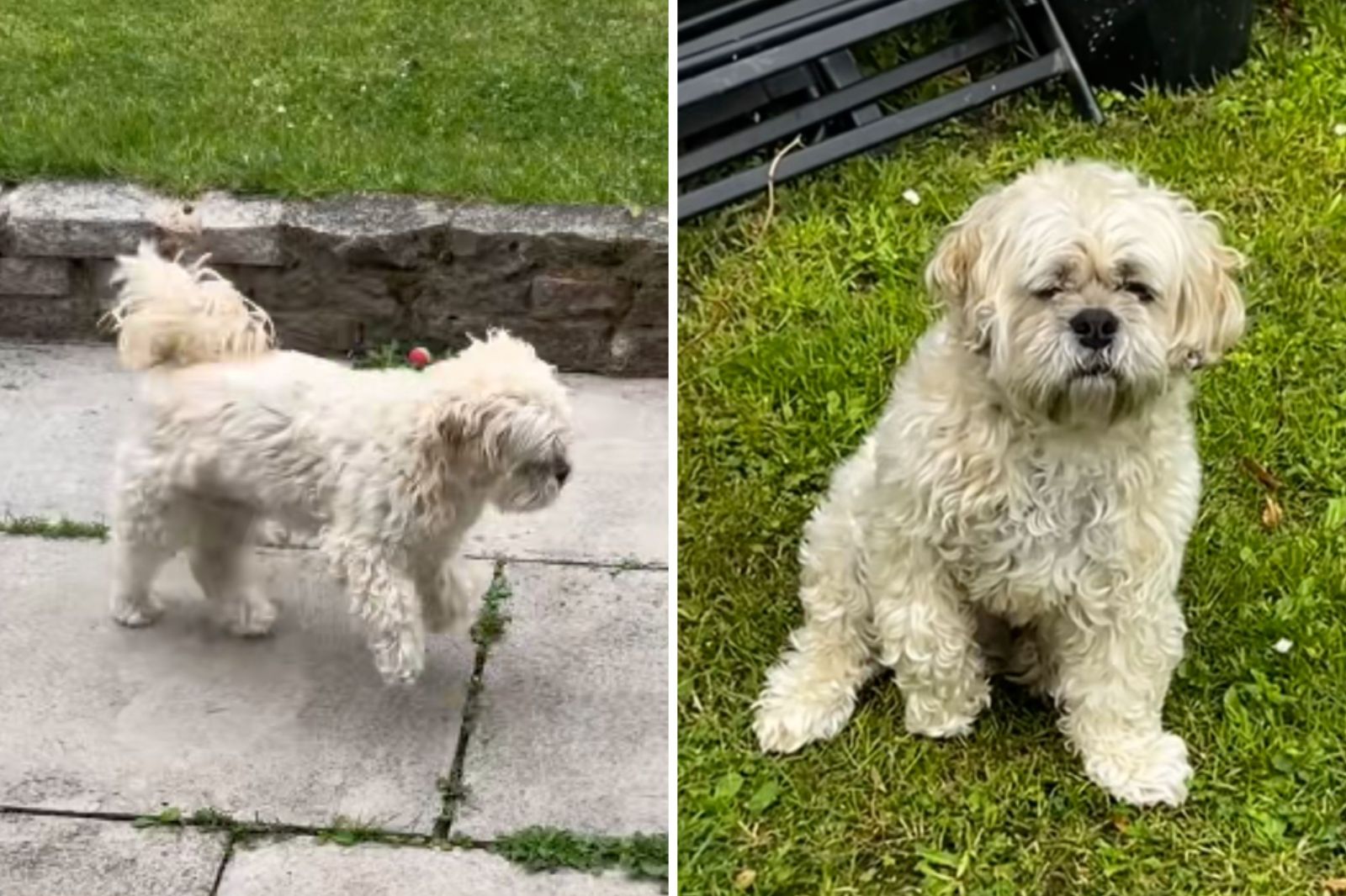 The Curious Case of Henry the Dog: From Limp to Leap