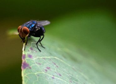 New Screwworm Cases in U.S. Prompt Urgent Action