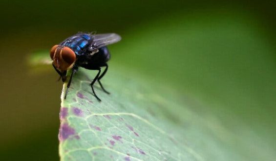 New Screwworm Cases in U.S. Prompt Urgent Action
