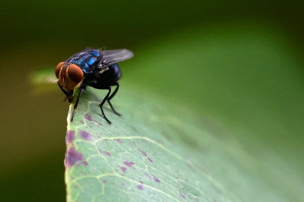 New Screwworm Cases in U.S. Prompt Urgent Action