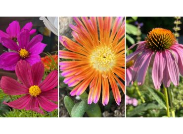 Spring Plant Trials: New Varieties to Watch This Season