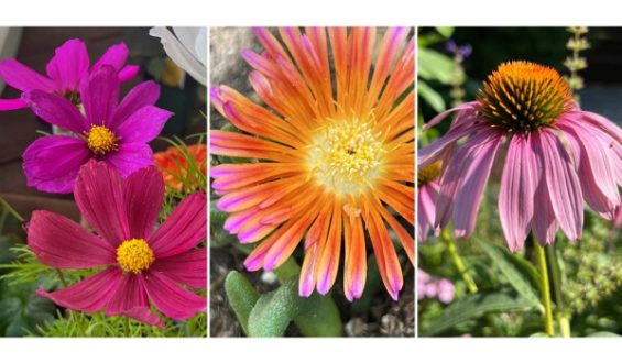 Spring Plant Trials: New Varieties to Watch This Season